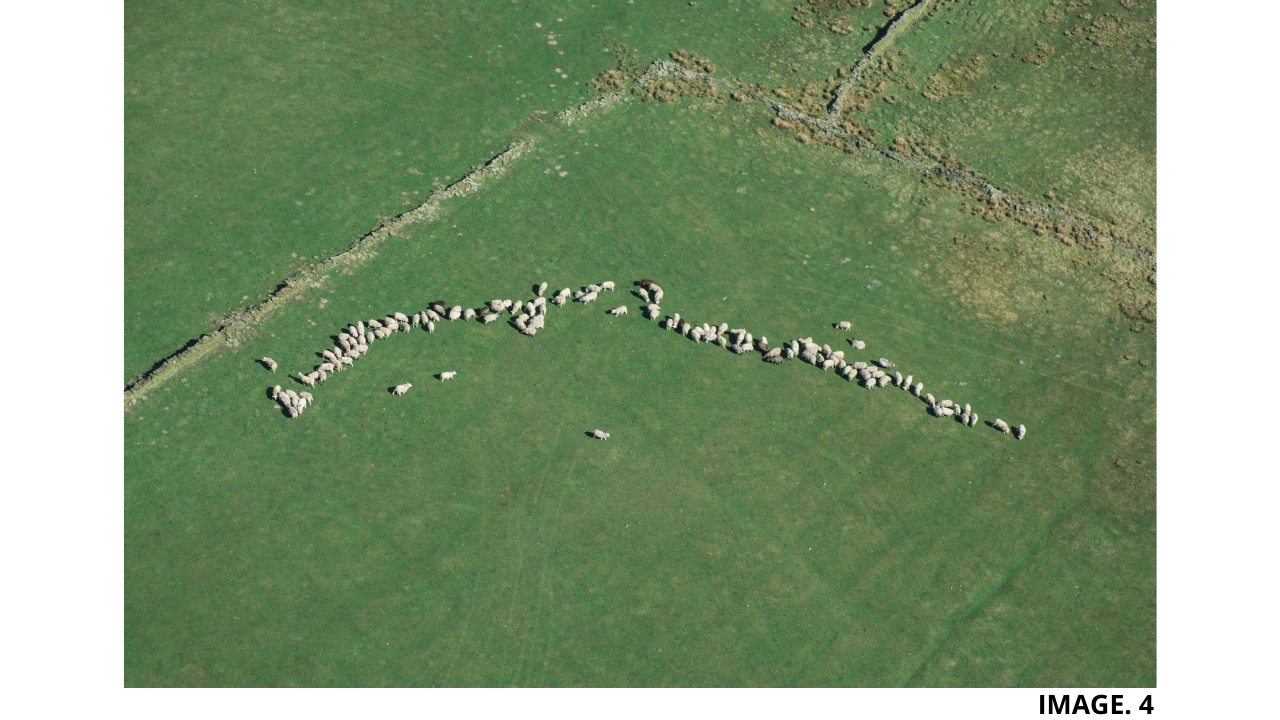 Livestock Tracking