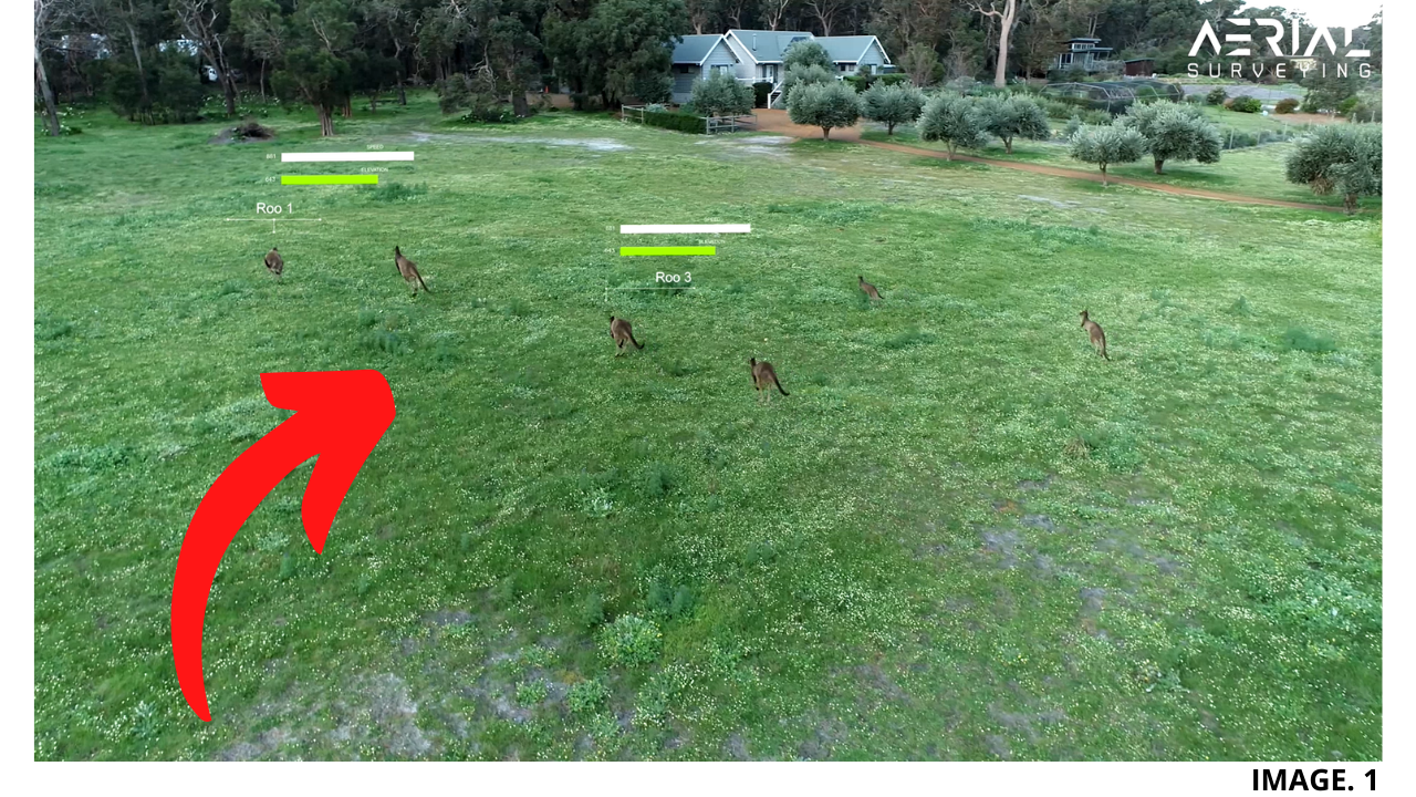 Kangaroos Being Surveyed