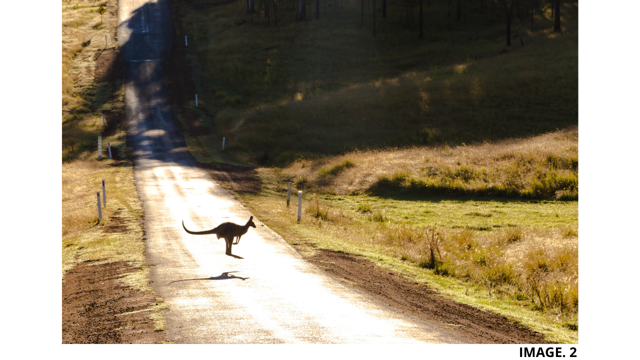 A Kangaroo in the Road
