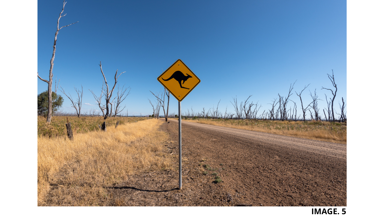 Kangaroo Warning Road Sign